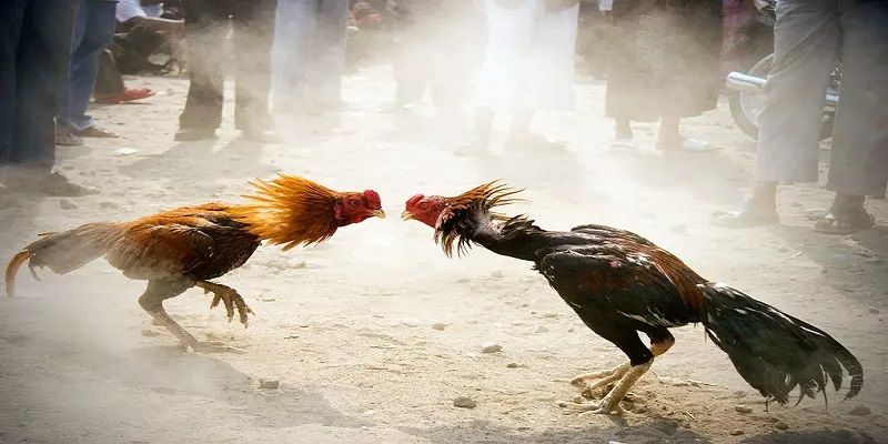 Bí quyết bất bại chơi đá gà