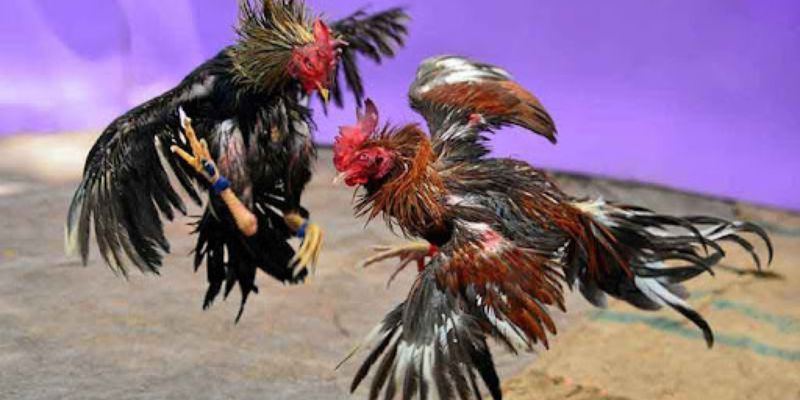 Bí quyết chơi gà cựa dao dễ thắng