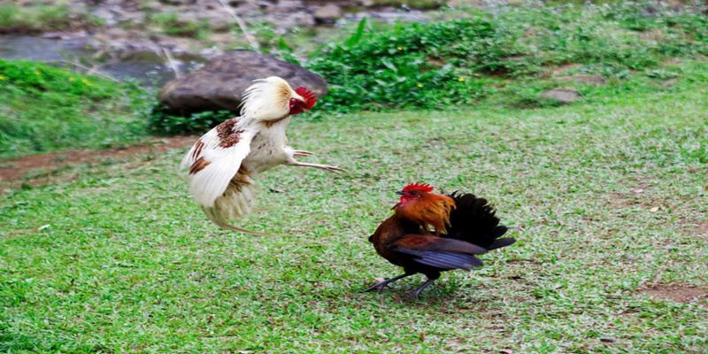 Cập nhật cược trực tiếp