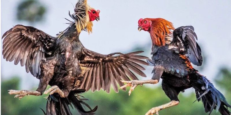 Đá Gà Cựa Dao Go88
