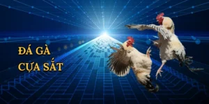 Đá gà cựa sắt