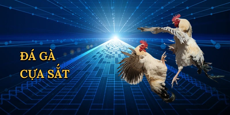 Đá gà cựa sắt