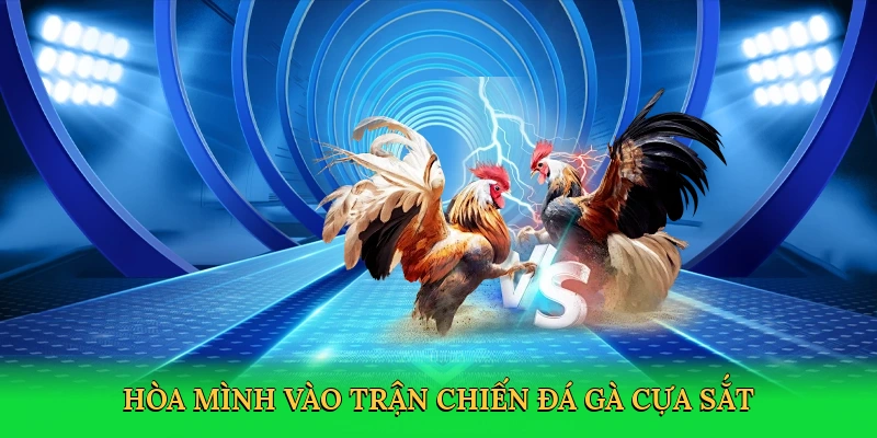 Hòa mình vào trận chiến Đá gà cựa sắt