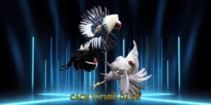 Cách Vô Mồi Gà Đá