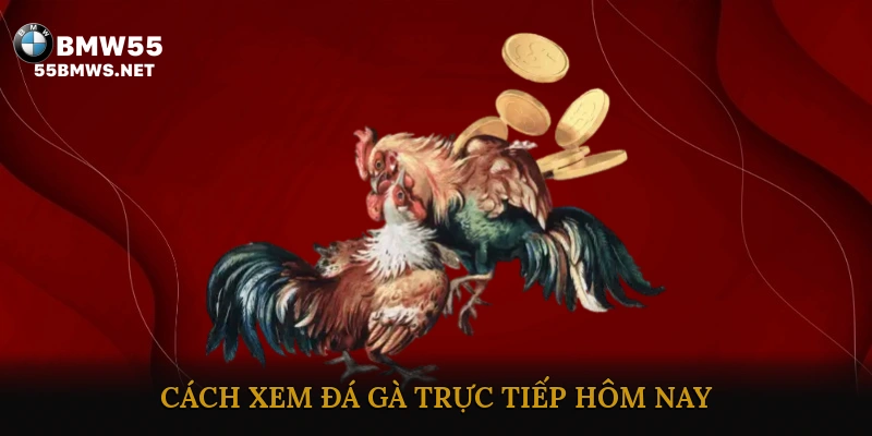 Cách xem đá gà trực tiếp hôm nay