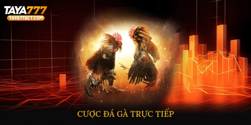 Cược Đá Gà Trực Tiếp