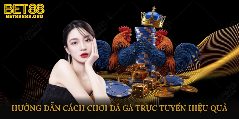Hướng dẫn cách chơi đá gà trực tuyến hiệu quả