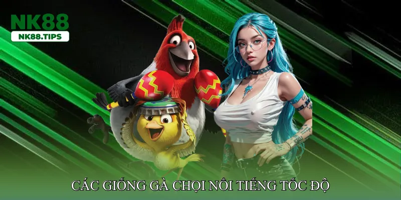 Các giống gà chọi nổi tiếng tốc độ