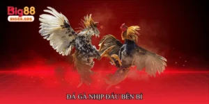 Đá gà nhịp đấu bền bỉ