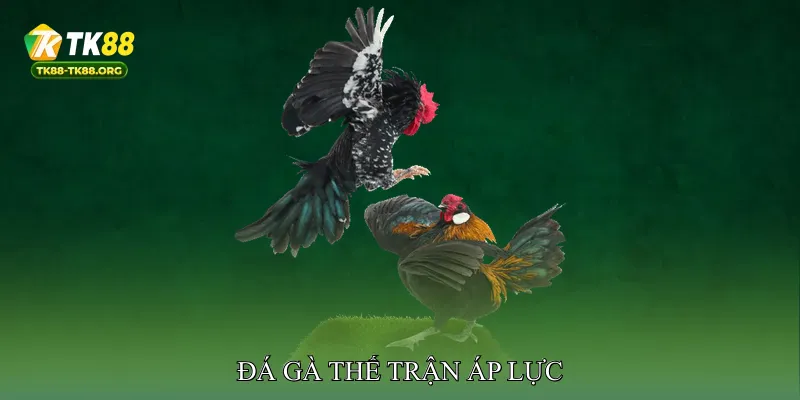 Đá gà Thế trận áp lực