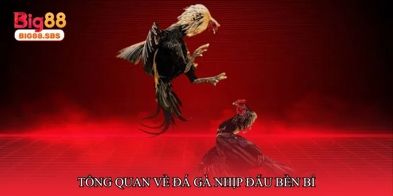 Tổng quan về đá gà nhịp đấu bền bỉ