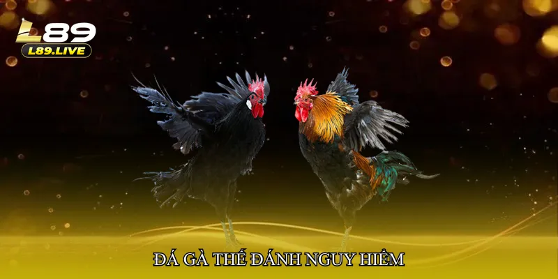 Đá gà thế đánh nguy hiểm